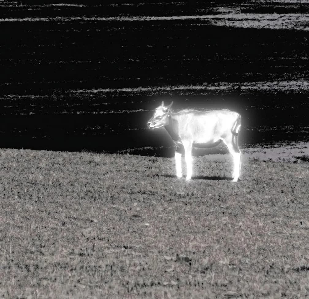 Cow